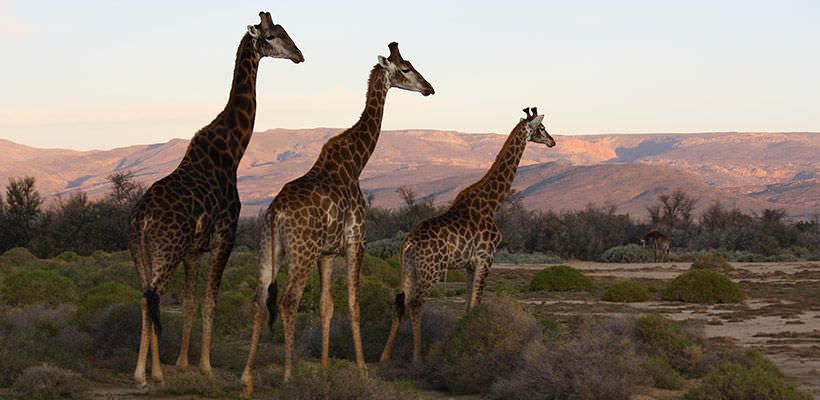 table montain giraffes